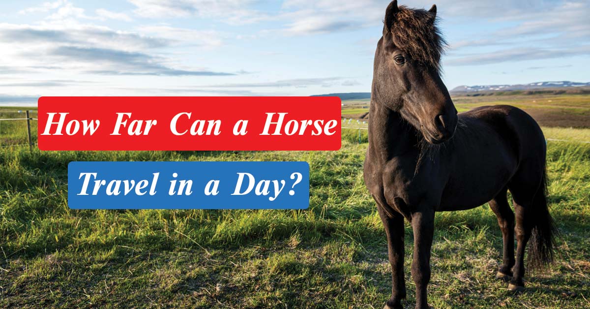 how far can a horse travel in a day